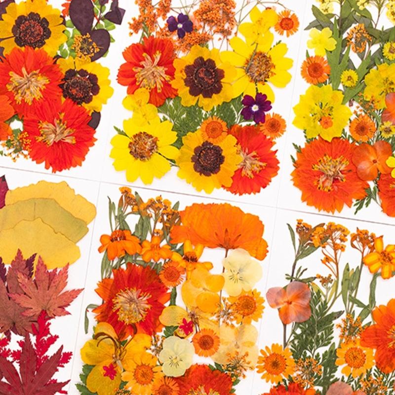 Gedroogde geperste bloem voor  - Art Craft With Leaves recensie en prijs